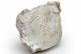 Fossil Titanothere (Megacerops) Vertebra - South Dakota #229039-1